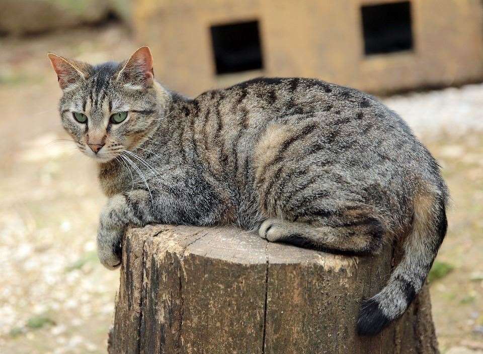 The cat was found on a garden table. Stock image