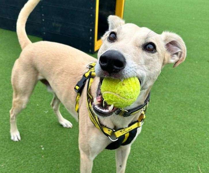 Dom is a lurcher cross. Pic: Dogs Trust