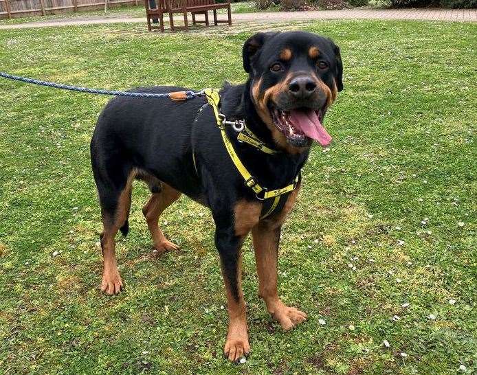 Lenny the rottweiler. Pic: Dogs Trust