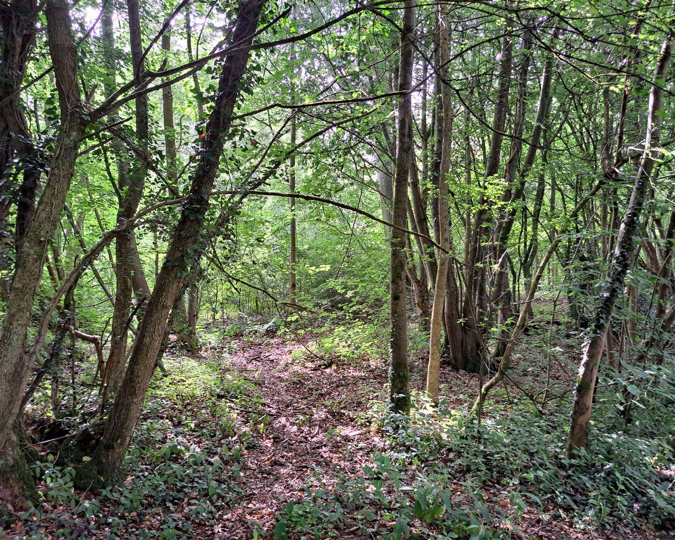Some 40% of the site is woodland