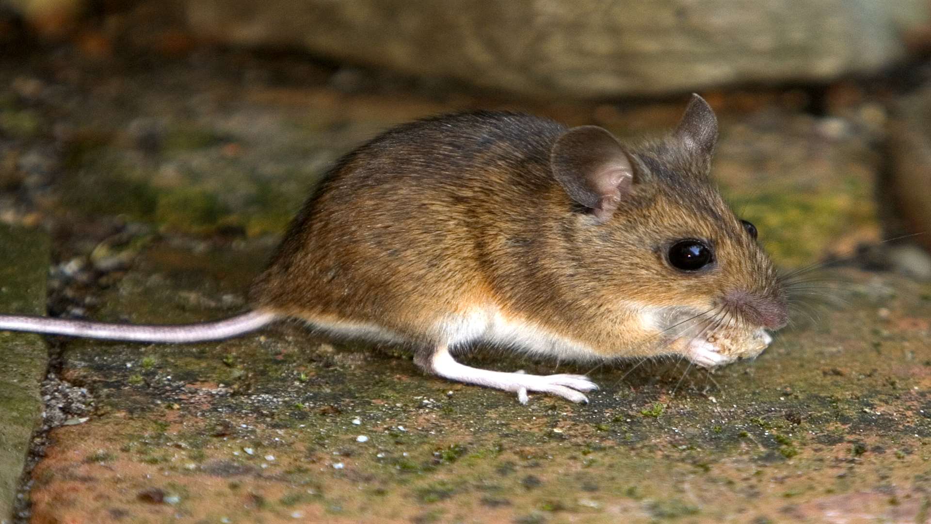 A mouse. Stock image.