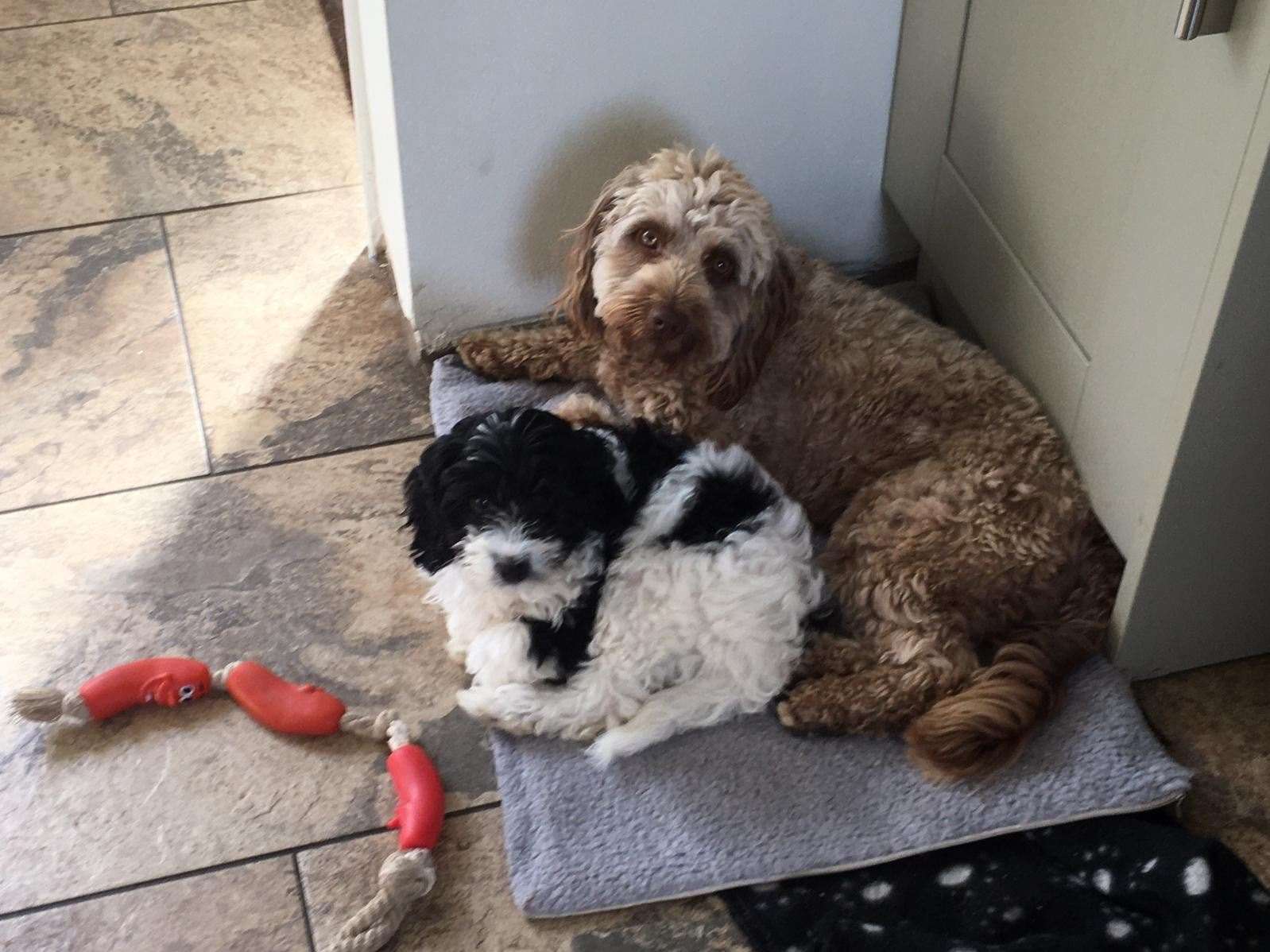 Betty and Barney cuddle up
