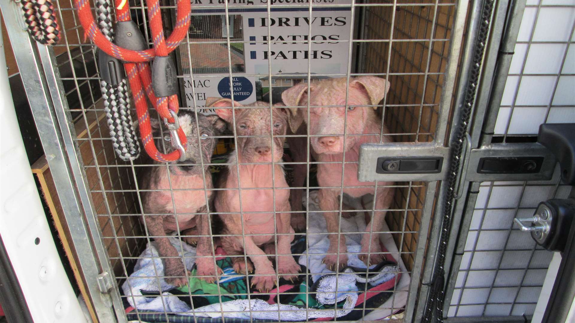 The pups had to be hand-nursed through the night after suffering bad sunburn