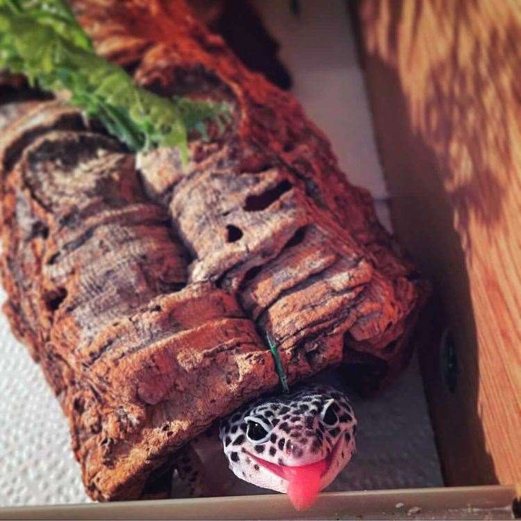 Noodle the Leopard Gecko Picture: @life_of_john_noodle_n_shirley (47853131)