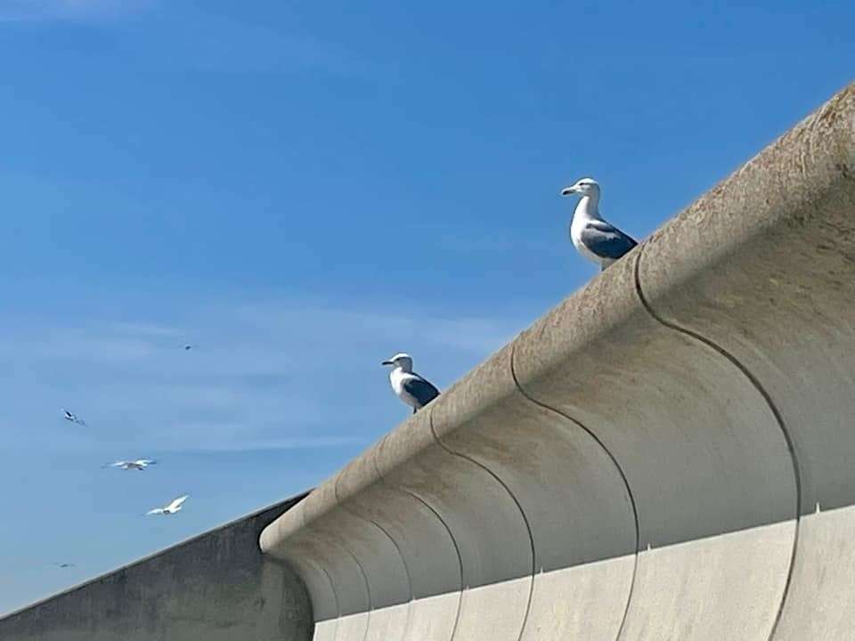 Even the seagulls were enjoying the sun in Dymchurch. Picture: Patricia Young (56105560)