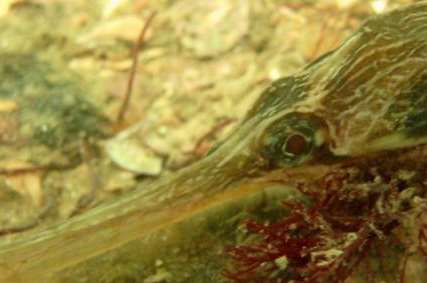 The greater pipefish, which can be found in the Swale Estuary. Picture: Jason Armstrong