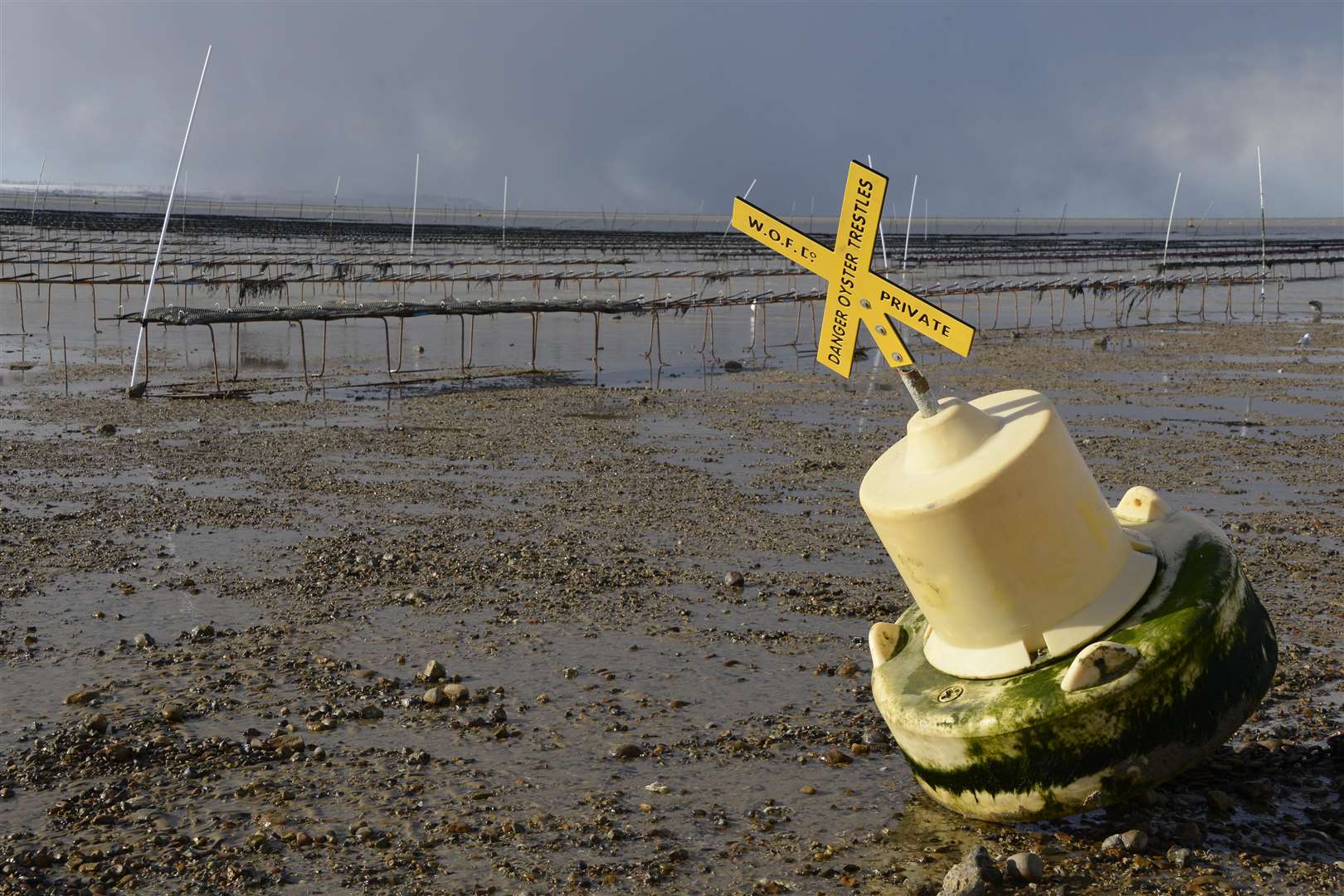 Oyster racks on Whitstable beach exposed at low tide. Picture: Paul Amos. (1598169)