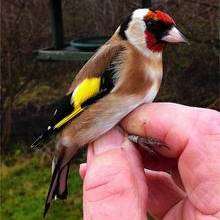 A goldfinch which had been ringed