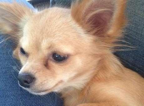 Blossom was stolen from her family's driveway in Ashford