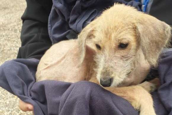 An eight-week-old male lurcher puppy found dumped in a Chilmington field