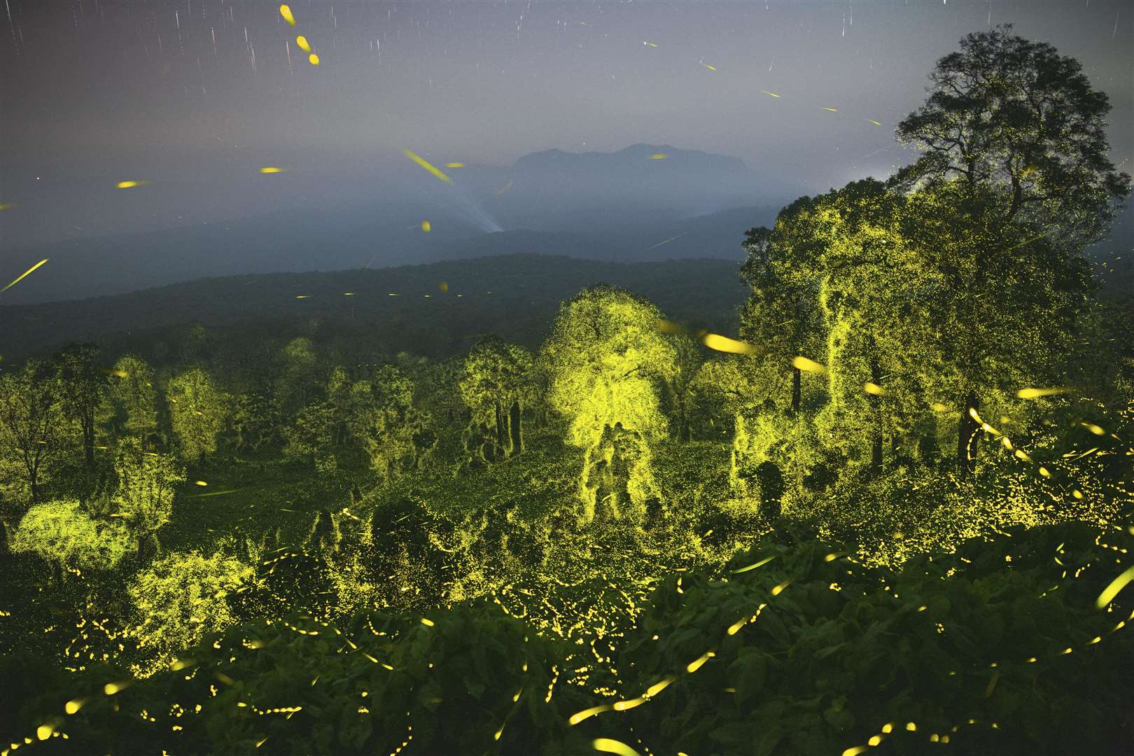 The bioluminescence of fireflies was captured with long exposure camera shots (Sriram Murali/Wildlife Photographer of the Year/PA)