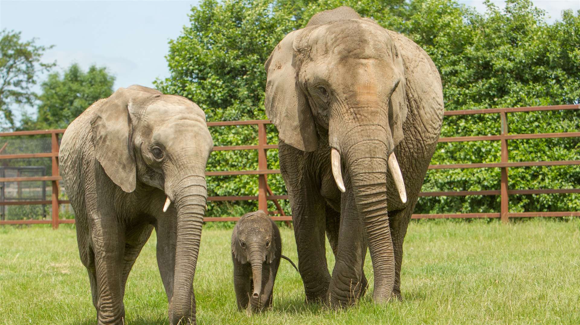 Parents can save a few pennies with £10 kids’ tickets at Howletts. Picture: Aspinall Foundation