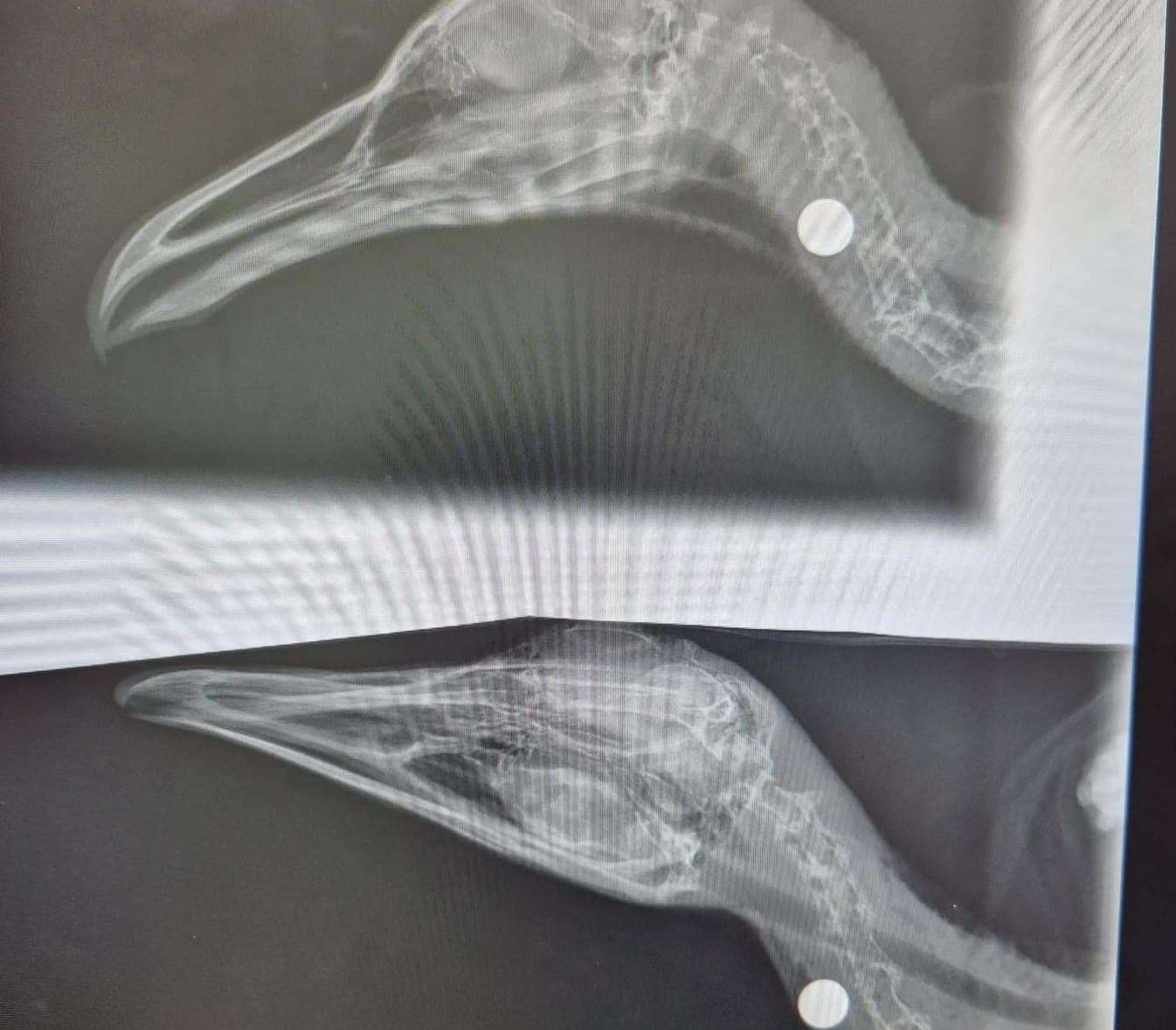 The ball bearing was found in the Faversham seagull's head on an X-ray at Swaleside vets. Picture: Serena Henderson