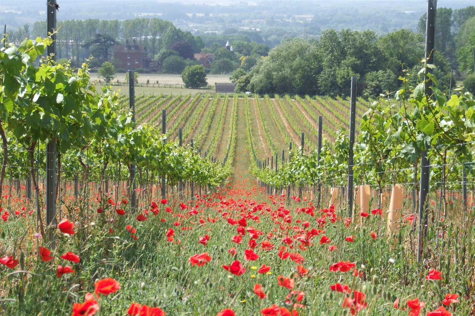 Chapel Down's Kits Coty vineyard - which neighbours the land it hopes to start growing more vines on