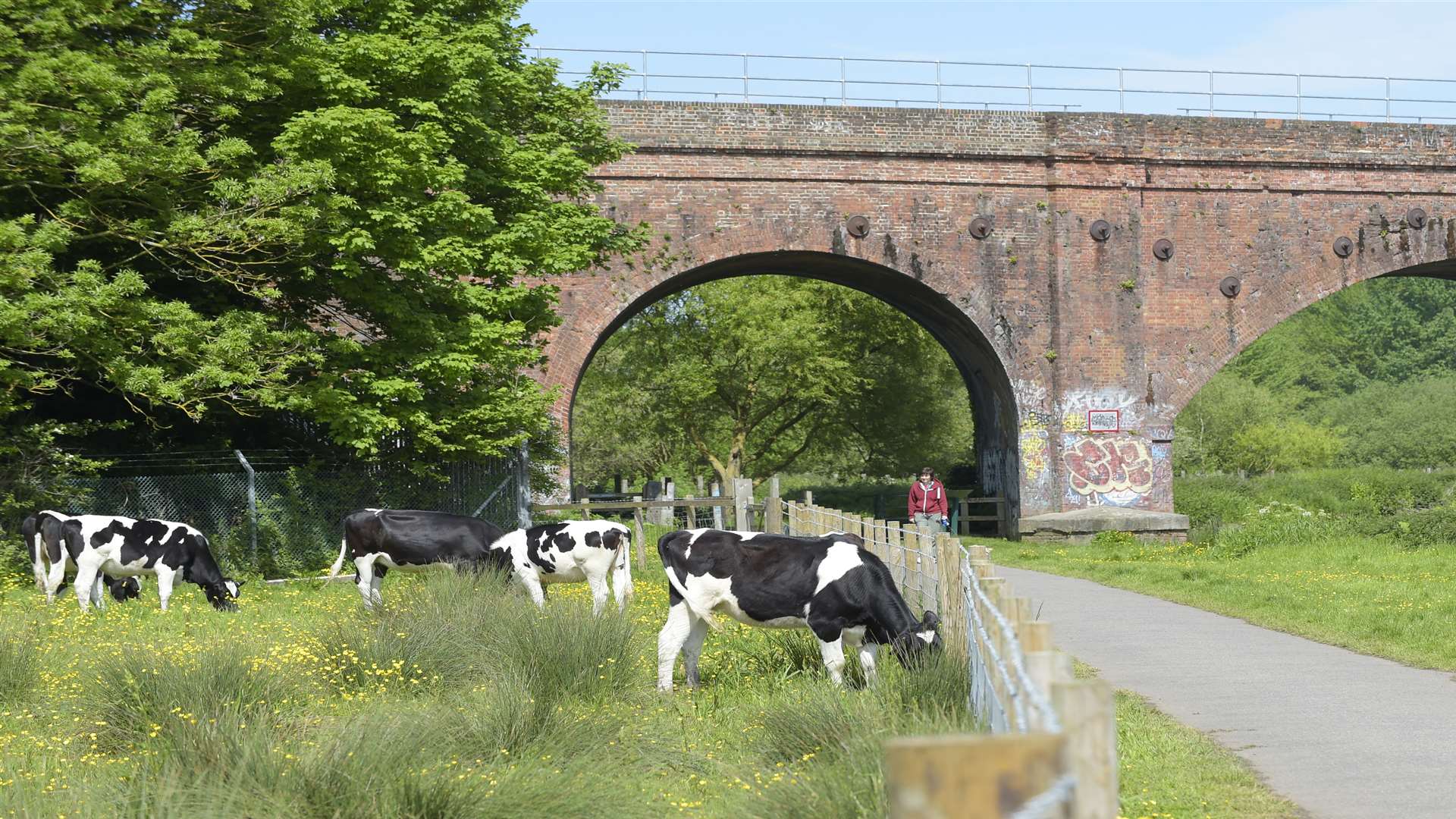 Riverside Walk in Canterbury, where cows have been attacked by a dog