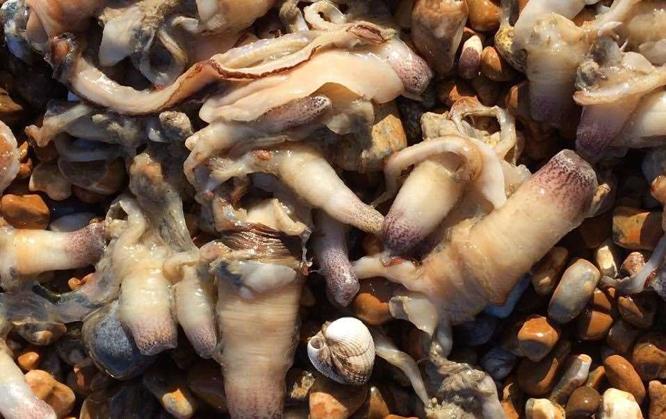 Millions of shell fish washed up on Littlestone beach. Picture: Romney Marsh Countryside Partnership