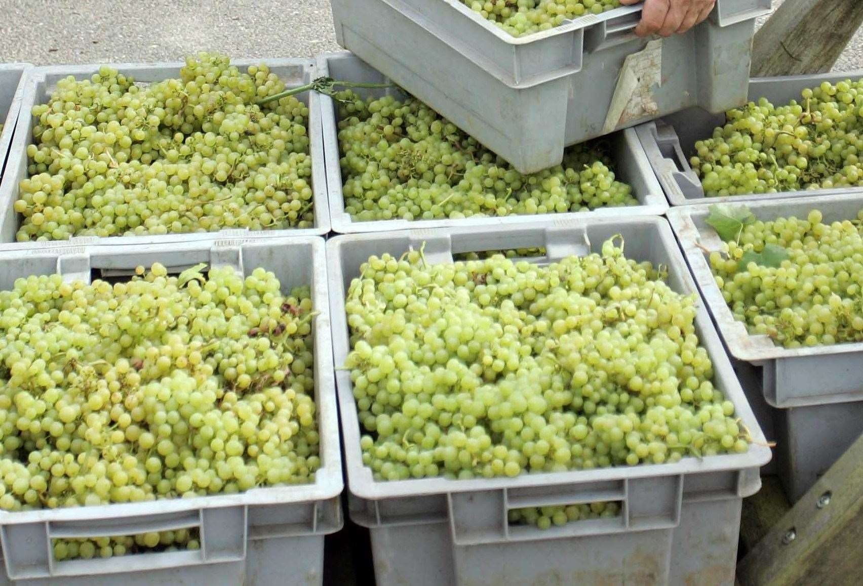 The grapes lost in the packing process will be turned into a premium gin