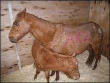 Pair sentenced for mistreating ponies