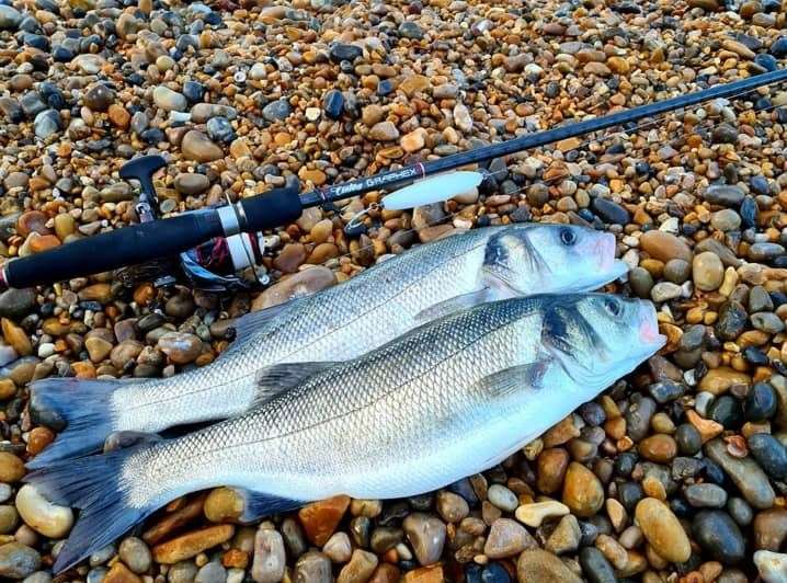 A couple of recently caught bass off the Kent coast (40467653)