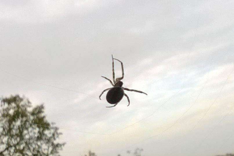 The false widow spotted in Greenhill near Herne Bay