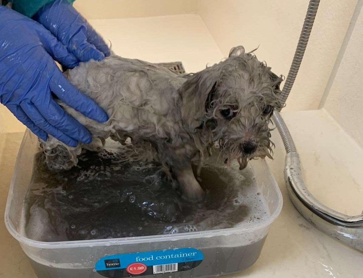 The pups were covered in oil. Picture: Dogs Trust