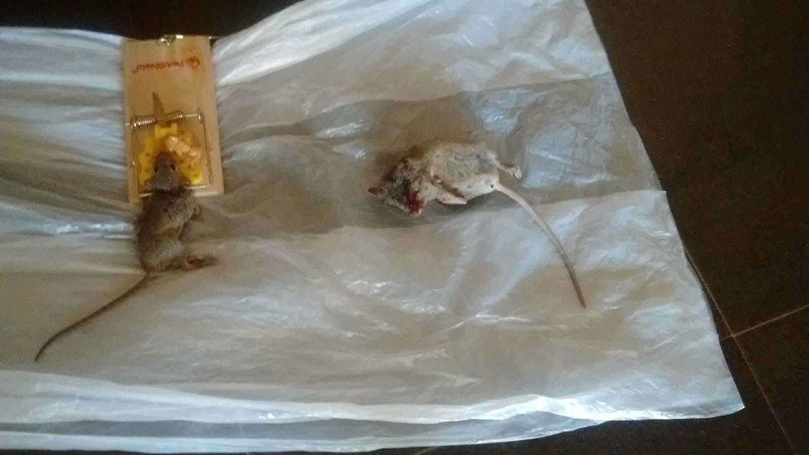 A dead mouse and a mouse in a trap at Laura's home
