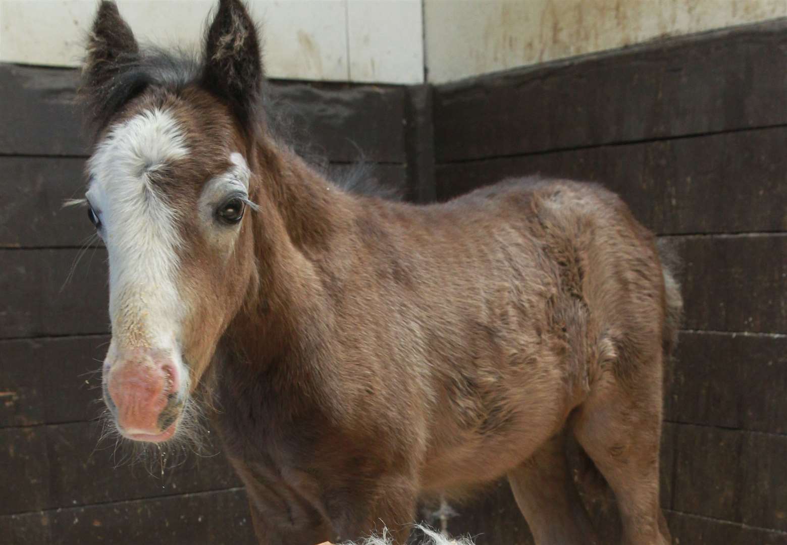 The two-week-old foal had been dumped on a farm