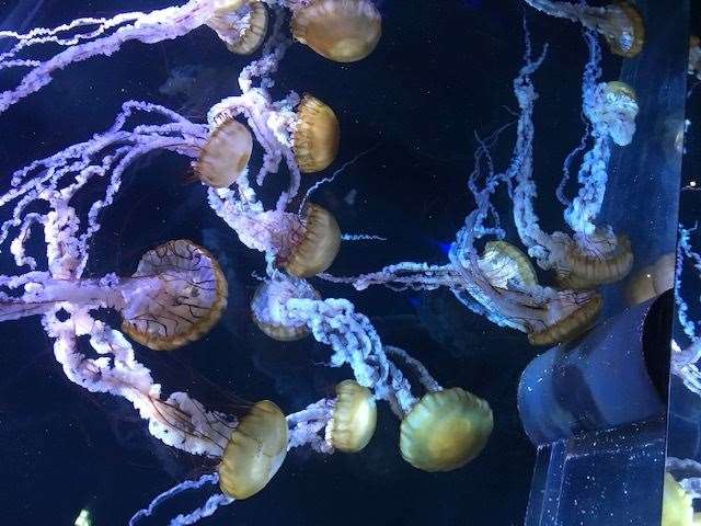 Jellyfish are among the sea creatures on show at Nausicaa