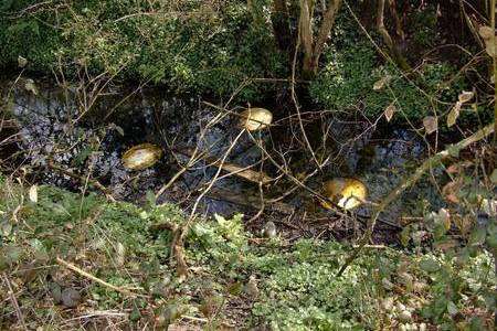 The dead frogs were discovered at Singleton Lakes, near Ashford