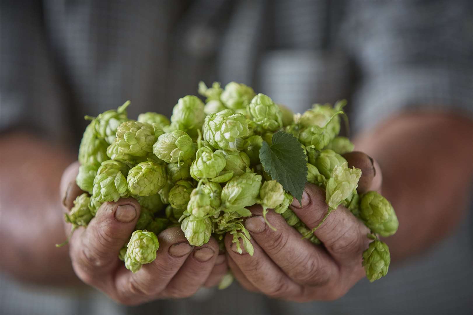 Hops need to be fresh for green hop beer