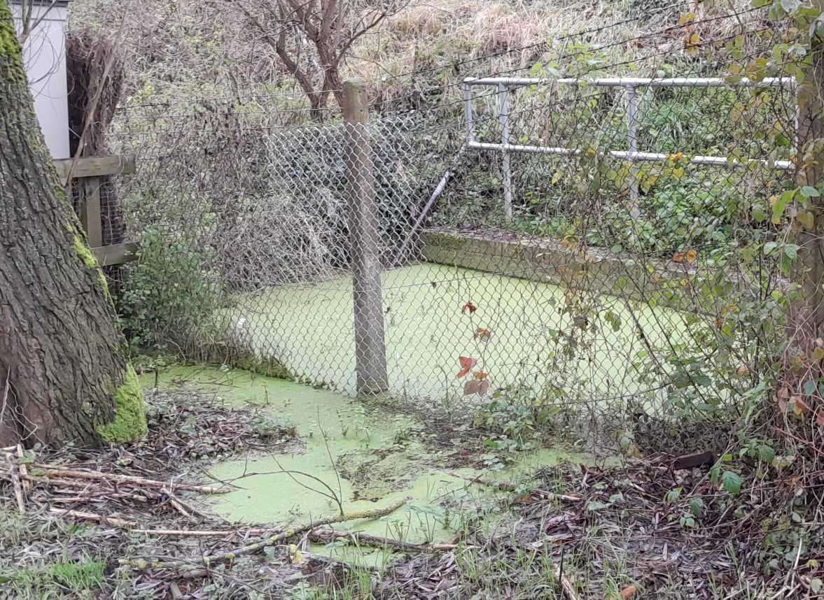 A polluted pool of water beside the Millennium River Walk in Maidstone