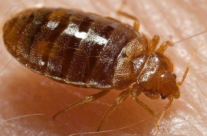 Bed bug infestations are becoming more commonplace in the UK. Photo: Stock image