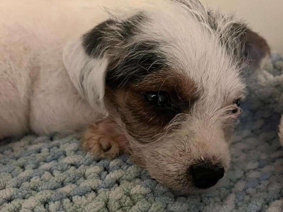 Patch was found in a Morrisons carrier bag in Dartford. Picture: South East Dog Rescue