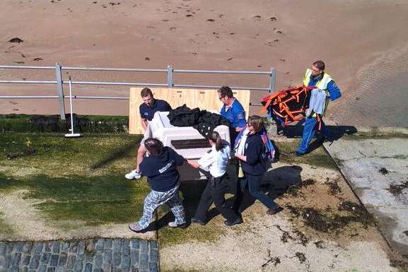 The seal was rescued from Margate seafront. Picture: Peter Davis