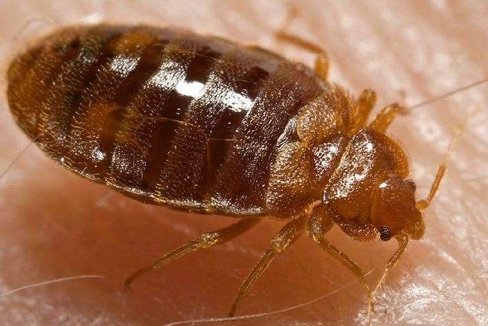 The bedbugs can leave people with a nasty bite, says the NHS. Image: Stock photo.