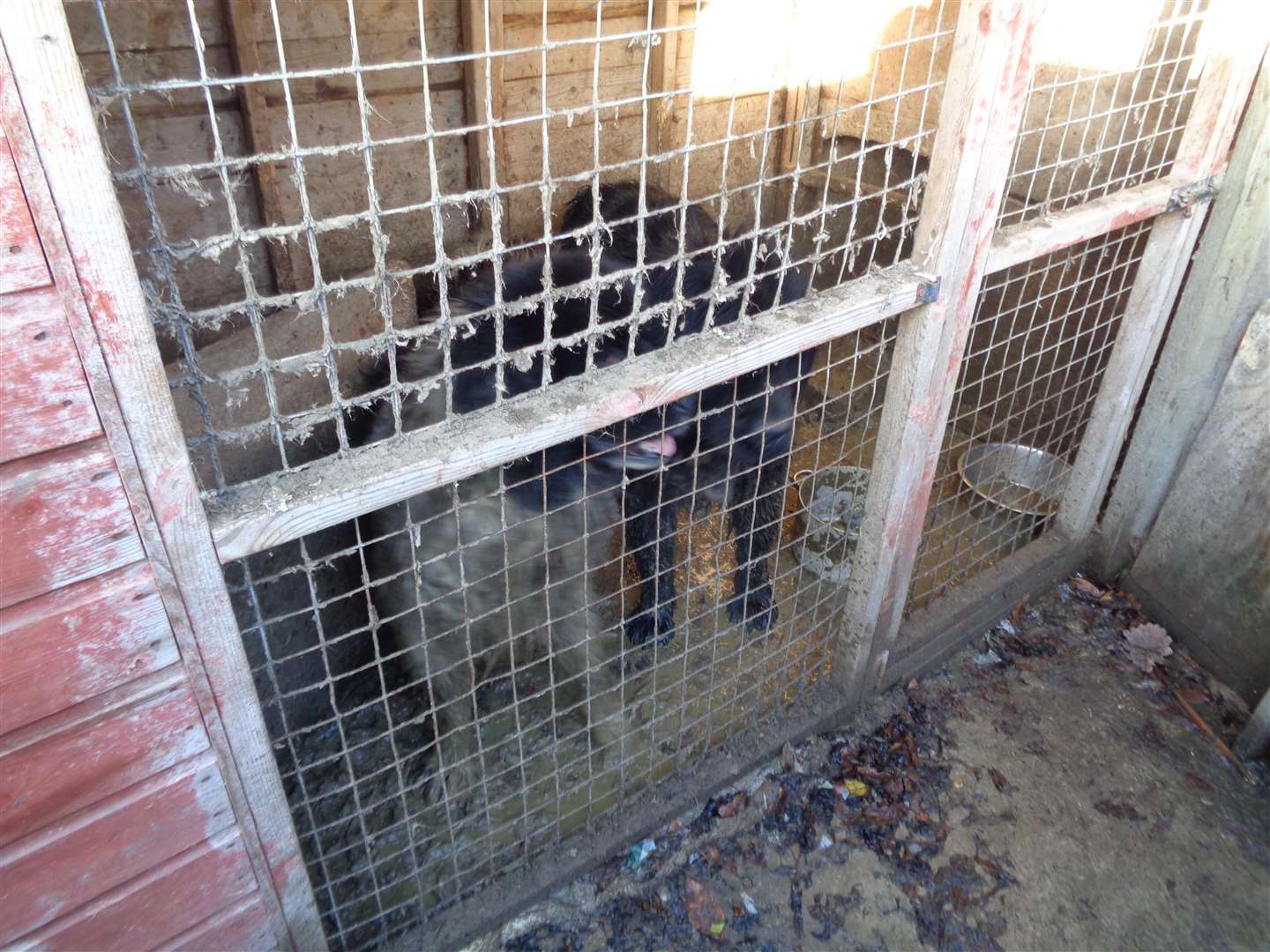 Some of the conditions officers found after searching the Bexleyheath property. Picture: RSPCA