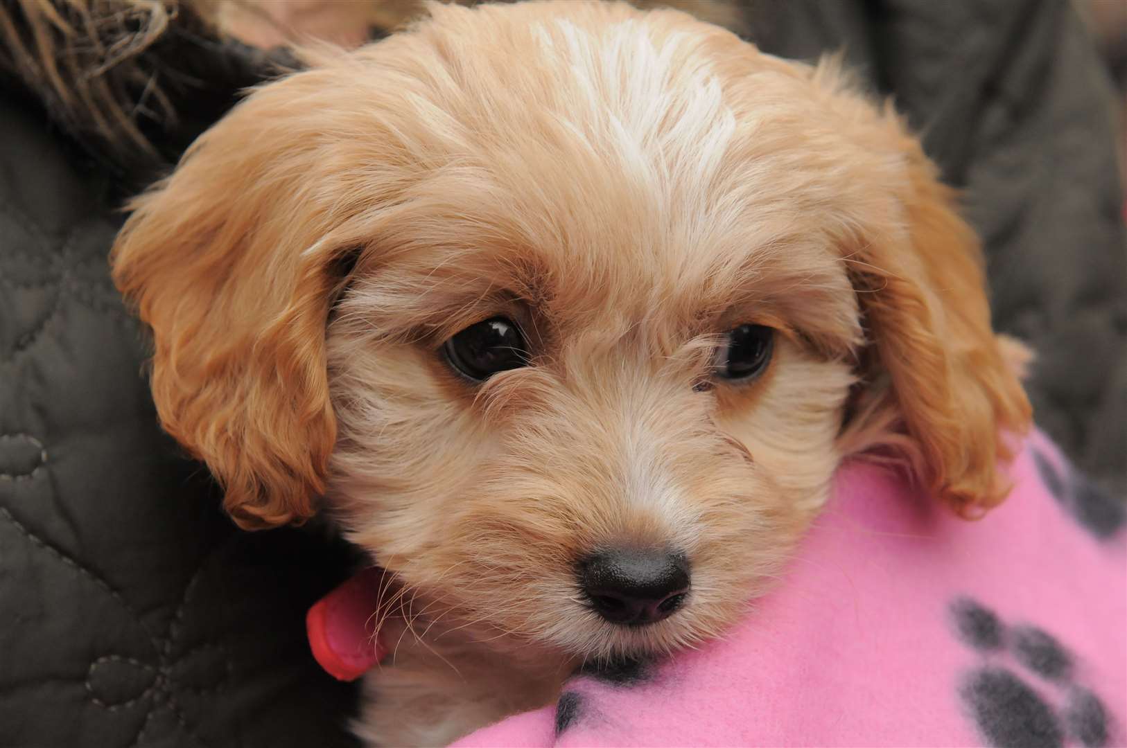 The cavapoo was one of four poodle cross breeds in the list. Image: iStock.