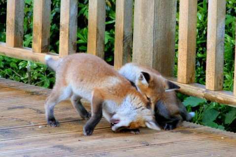 Foxes playing in the garden of Sheppey resident Alan Bengall