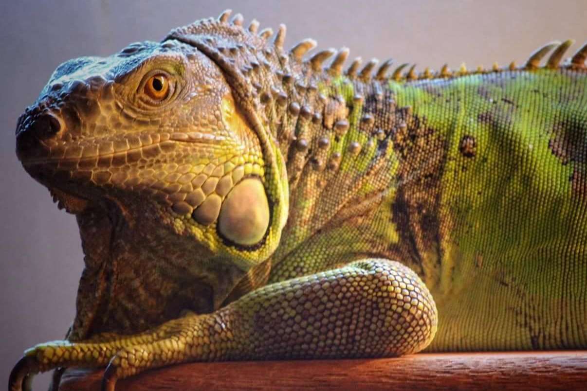 Mikey the green iguana is missing in Herne Bay
