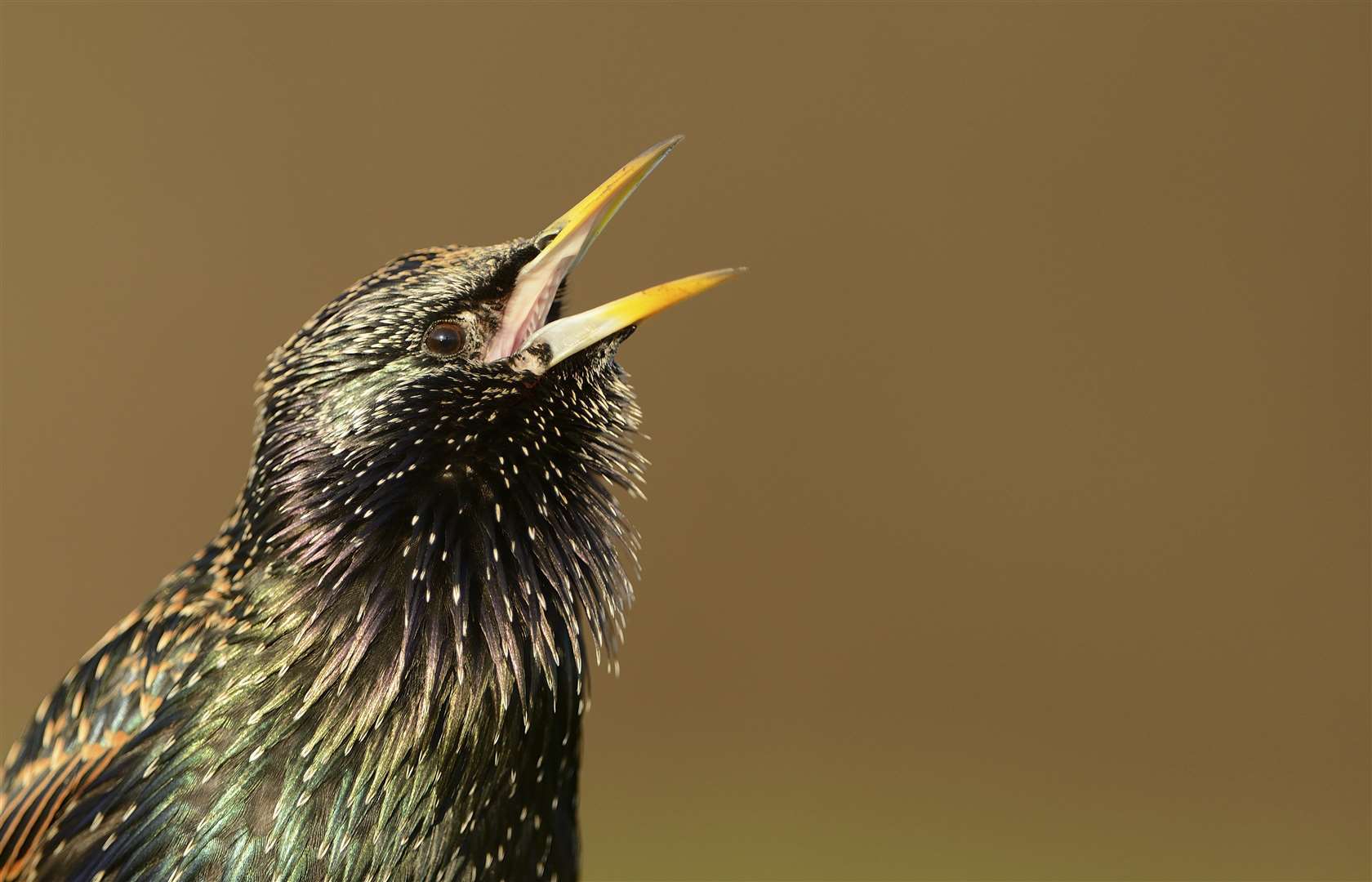 You're likely to spot some starlings