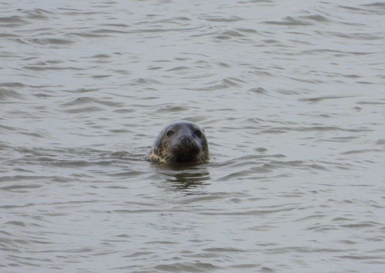 The seal in the River Thames near Greenhithe. Picture: Anthony Laurent