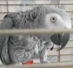 NOW SAFELY BACK HOME: Claude, the African Grey