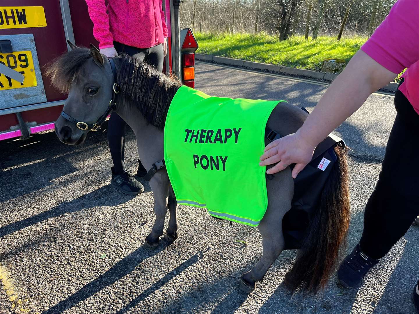 George the therapy pony