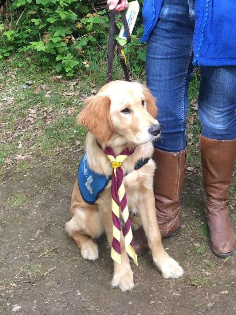 One of Justine's previous dogs scouter wearing his Scout scarf. Picture: Justine Price