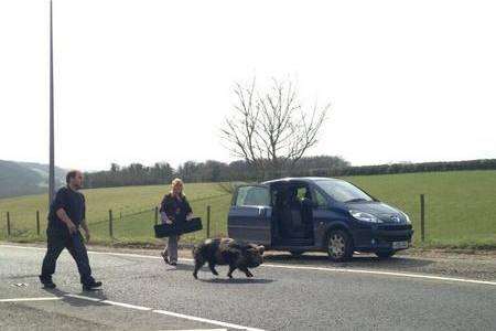 Pig in the road at Whitfield Hill, Dover. Picture: @dawkins_danny