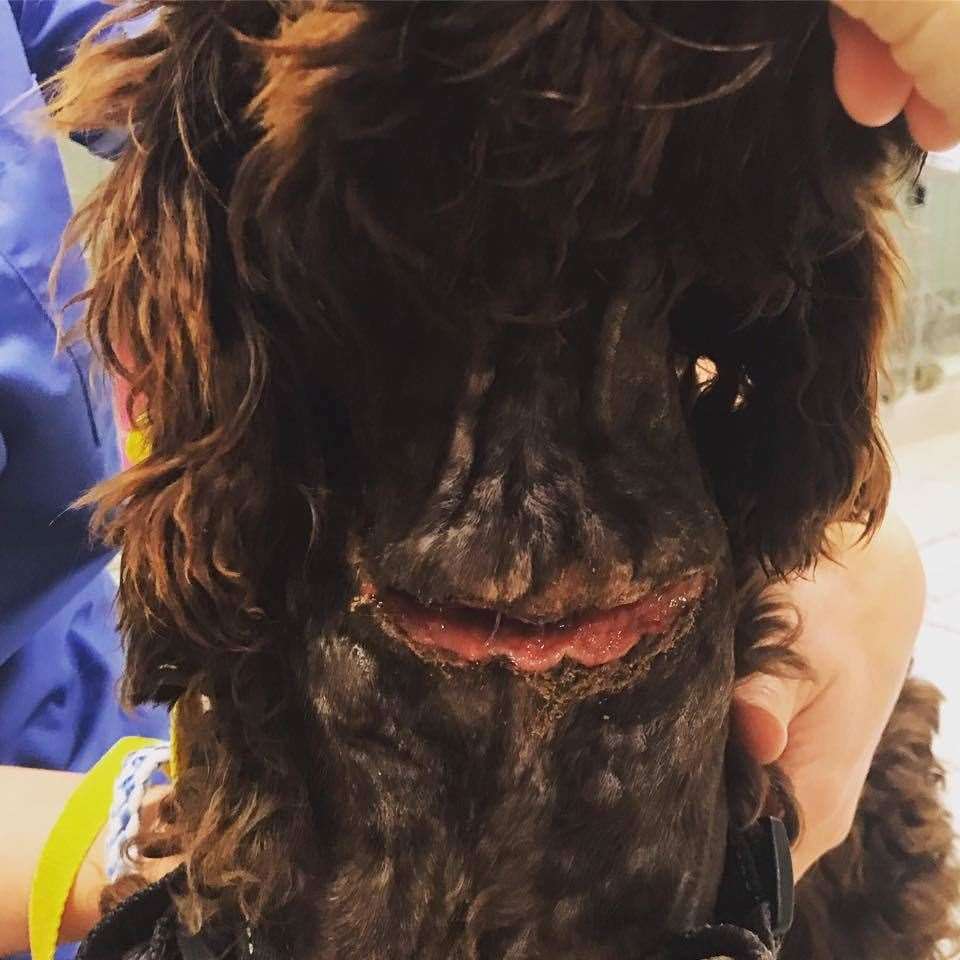 Horror injury: Kizzy the cockapoo is being treated at the New Hope Animal Rescue sanctuary in Northfleet. Picture: New Hope Animal Rescue (11798948)