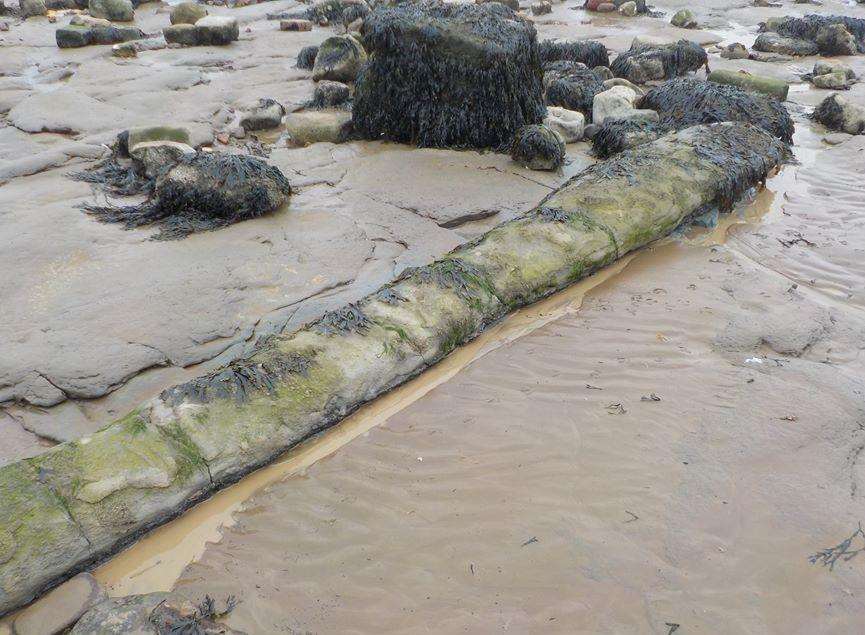 The fossilised tree trunk found on Sheppey beach