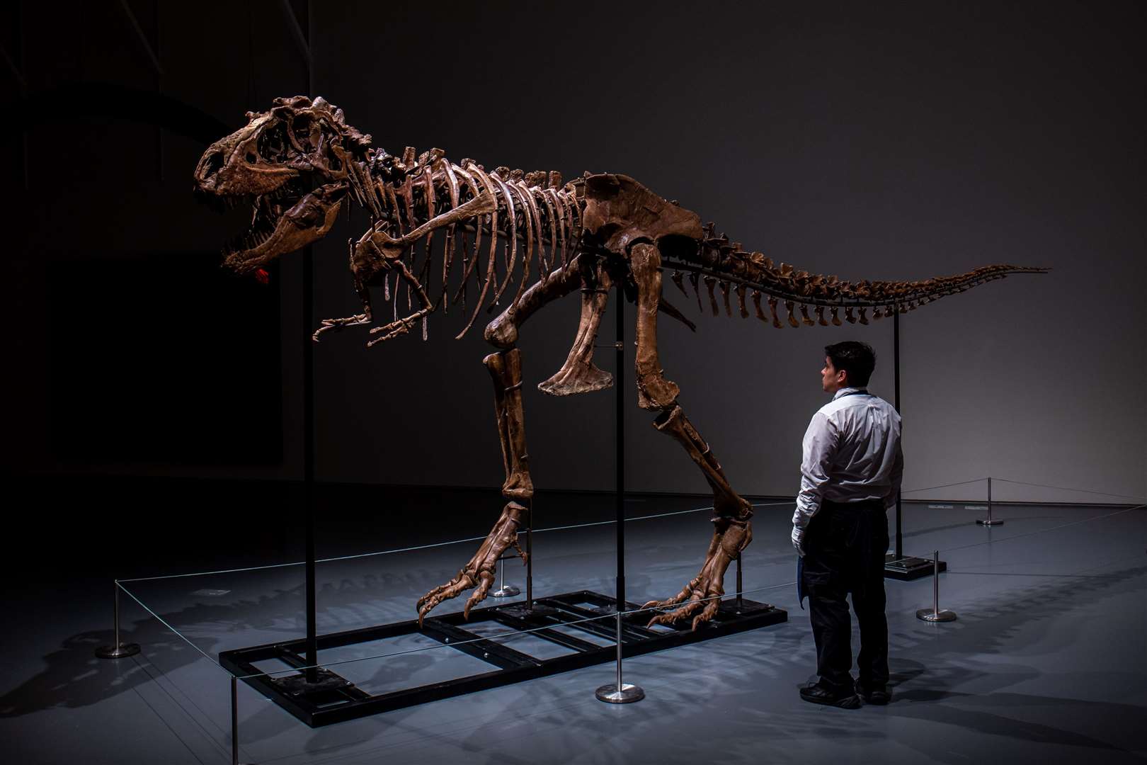 The Gorgosaurus dinosaur measures nearly 10 feet tall and 22 feet long. (Sotheby’s/PA)