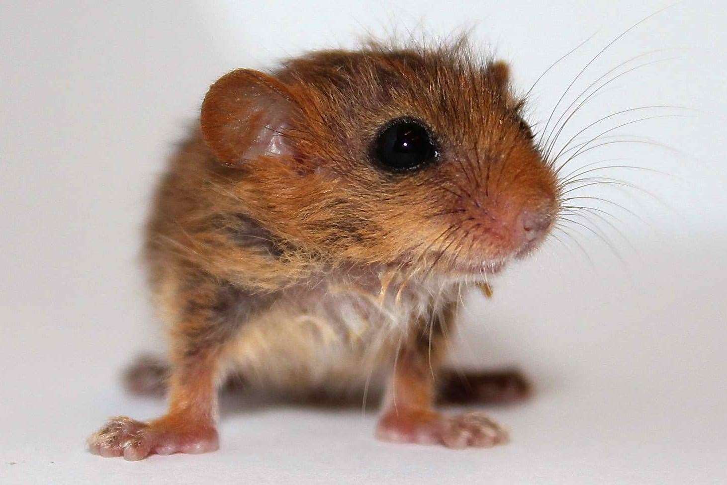 A dormouse. Picture: The Wildwood Trust