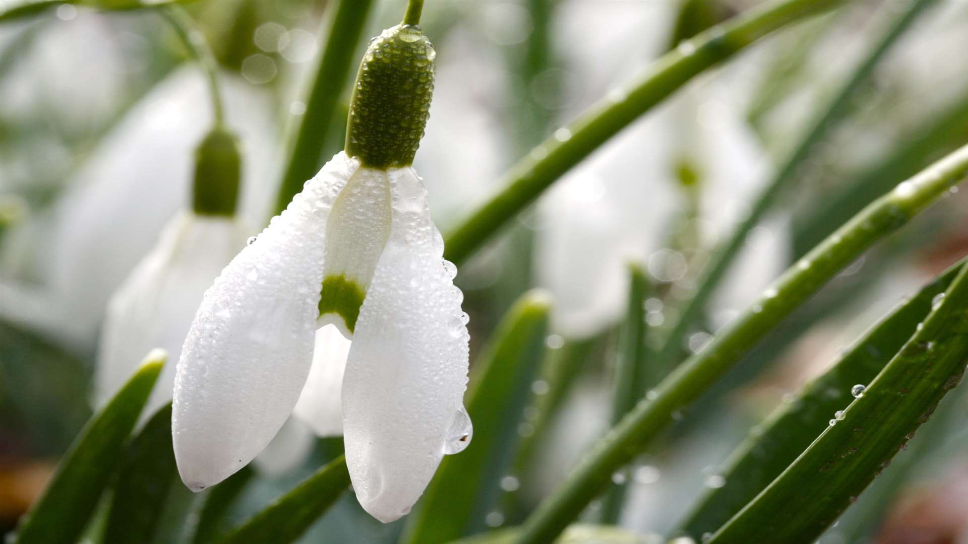It's early, but there are opportunities to see snowdrops across Kent in February